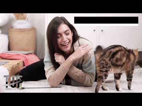 Bauzaar Top Gatto Meat Adult ricco di manzo Italy