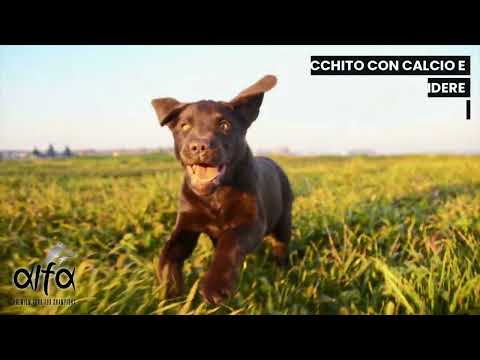 Bauzaar Alfa Premium Dog Food Puppies All Breeds Consegna Veloce