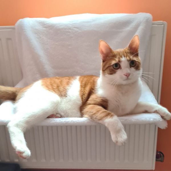 Bauzaar Amaca da radiatore per gatto Trixie Comprane uno, ottenene uno gratis