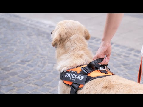 Bauzaar Pettorina IDC Powair harness Julius-K9 Soddisfazione Garantita
