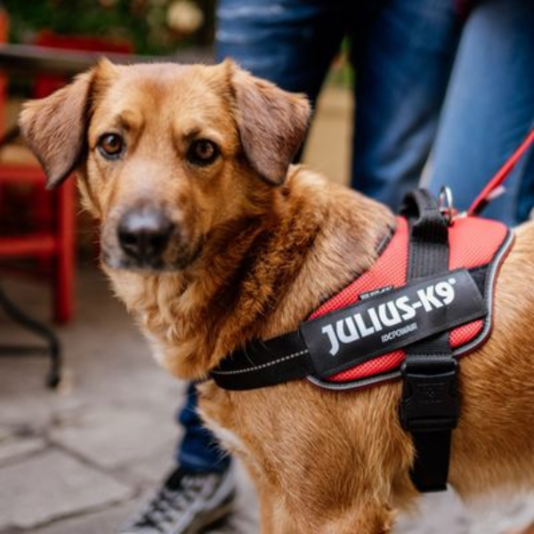 Bauzaar Pettorina IDC Powair harness Julius-K9 Soddisfazione Garantita