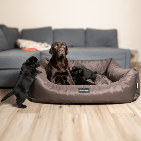 Bauzaar Cuccia per cani da interno Petit Sofà Dreamaway Boston Fabotex Consegna Veloce
