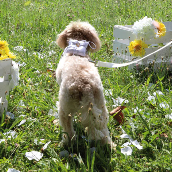 Bauzaar Pettorina ad H per cani con porta fedi da cerimonia Croci Ceremony Promozione Limitata