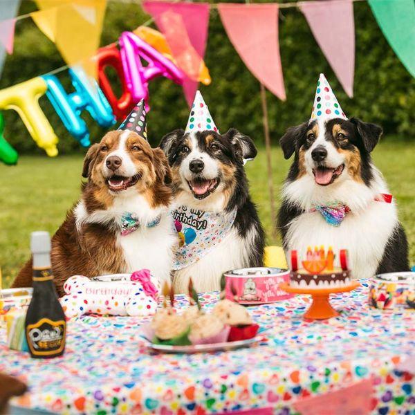Bauzaar Peluche per cani Party Croci Shopping Online