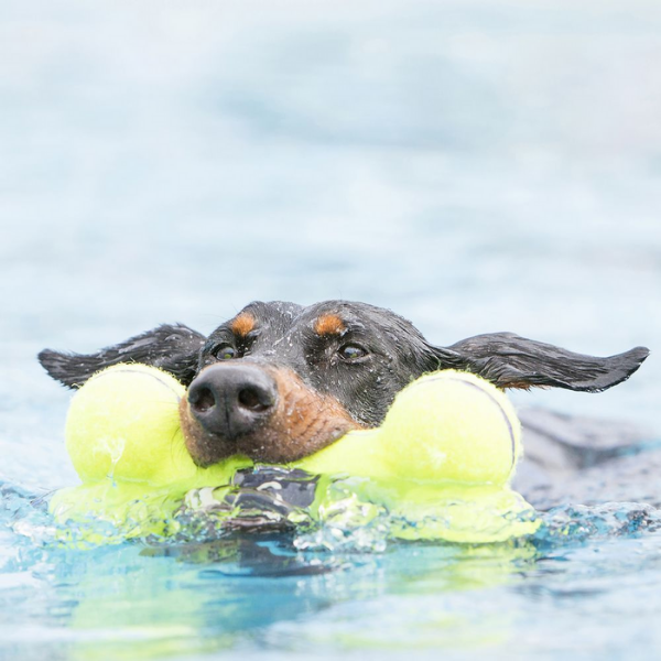 Bauzaar Kong Airdog Squeaker Bone In Saldo