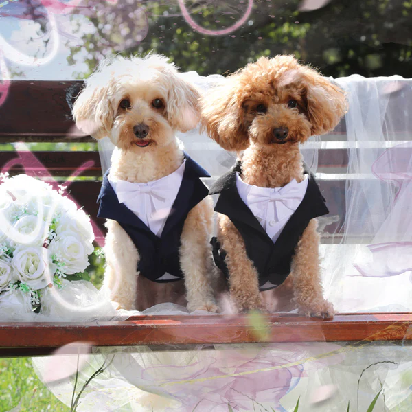Bauzaar Pettorina per cani da cerimonia Croci Ceremony Grande vendita