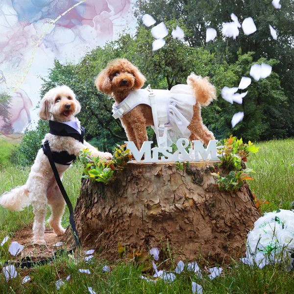 Bauzaar Pettorina per cani da cerimonia Croci Ceremony Grande vendita