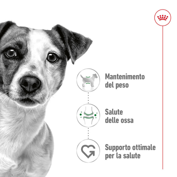 Bauzaar Royal Canin Mini Adult Online Outlet
