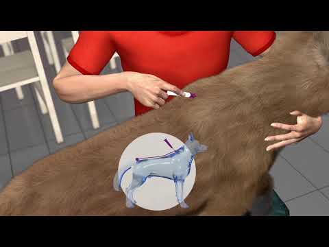 Bauzaar Vectra 3D 3 pipette per cani Lightning offer