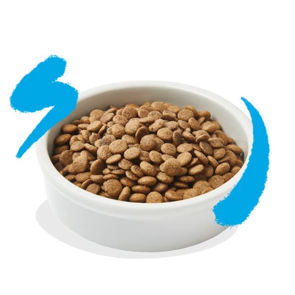 Bauzaar Edgard & Cooper Cat Adult Grain Free Salmone Spedizione Gratuita