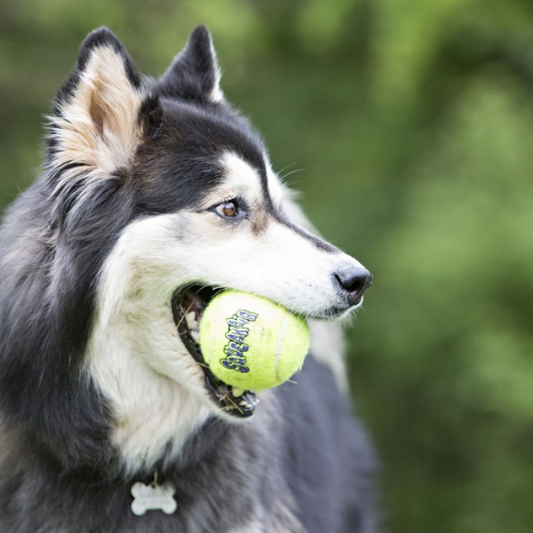 Bauzaar Kong Air Squeaker Tennis Ball Liquidazione