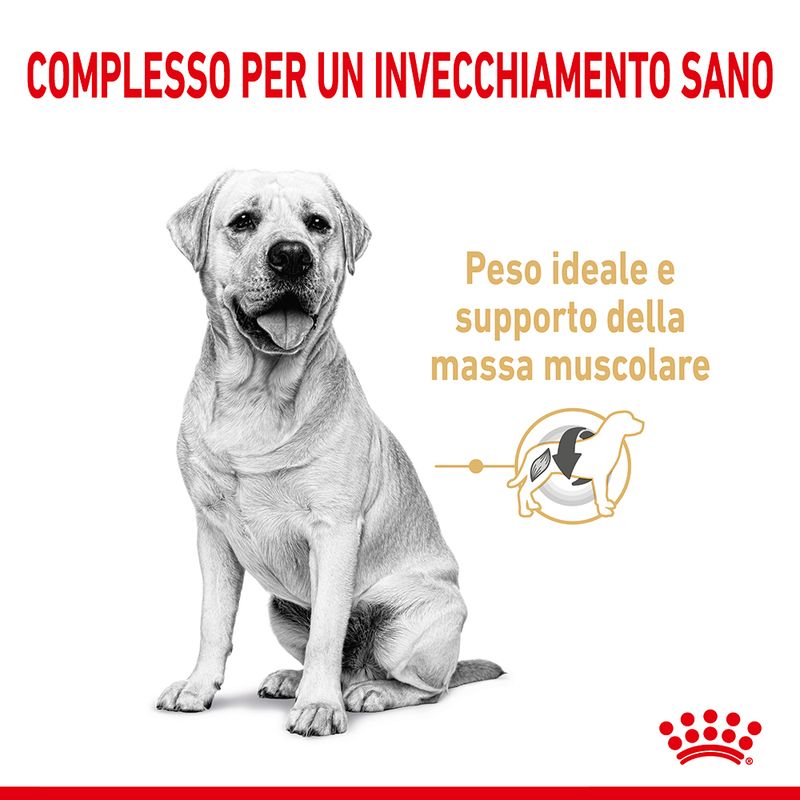 Zooplus Royal Canin Labrador Retriever Adult 5+ Crocchette per cane I Più Venduti