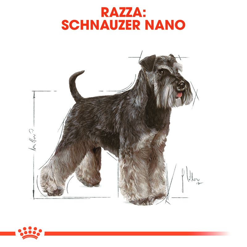 Zooplus Royal Canin Miniature Schnauzer Adult Crocchette per cane Affare Del Giorno