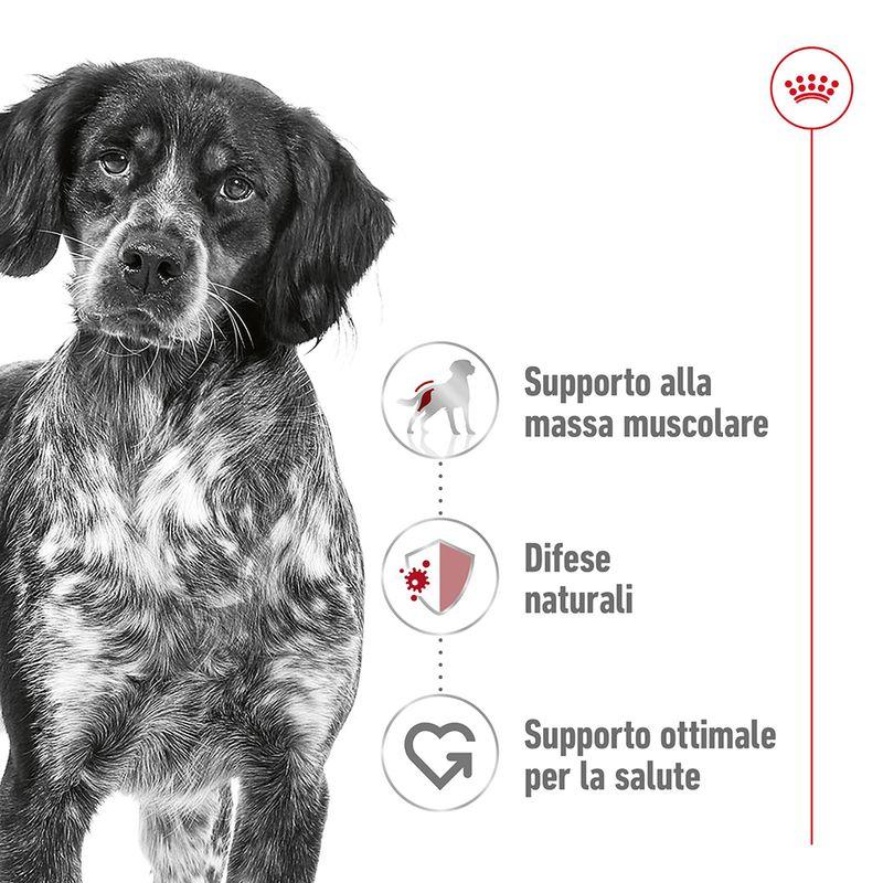 Zooplus Royal Canin Medium Adult Crocchette per cane Outlet