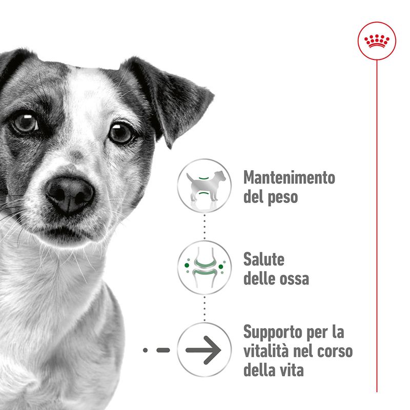 Zooplus Royal Canin Mini Ageing 12+ Crocchette per cane Vendita Economica