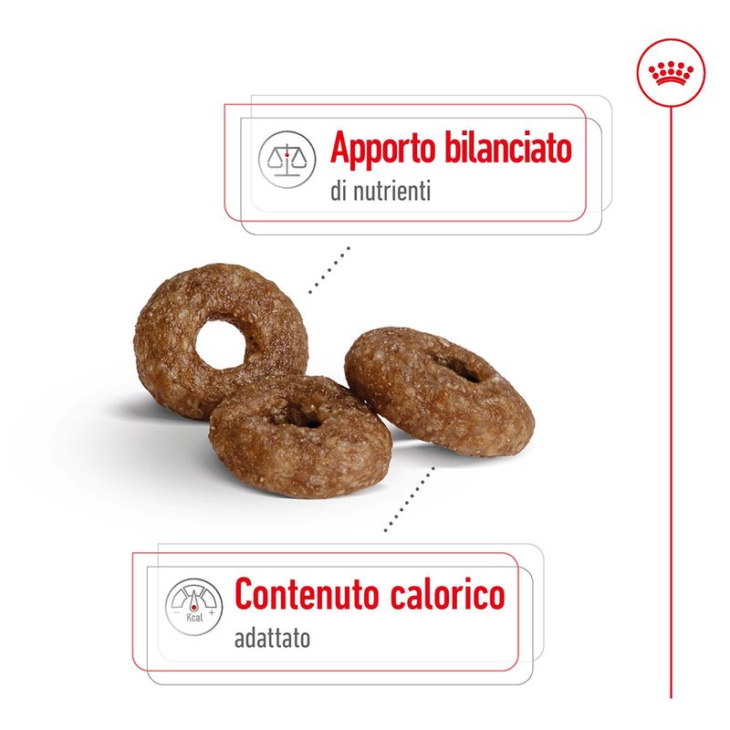 Zooplus Royal Canin Mini Ageing 12+ Crocchette per cane Vendita Economica