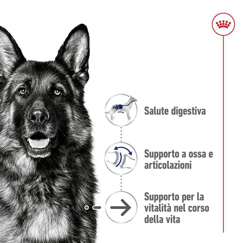 Zooplus Royal Canin Maxi Ageing 8+ Crocchette per cane Vendite Flash