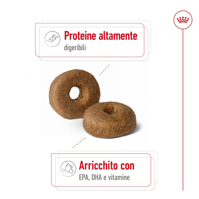 Zooplus Royal Canin Maxi Ageing 8+ Crocchette per cane Vendite Flash