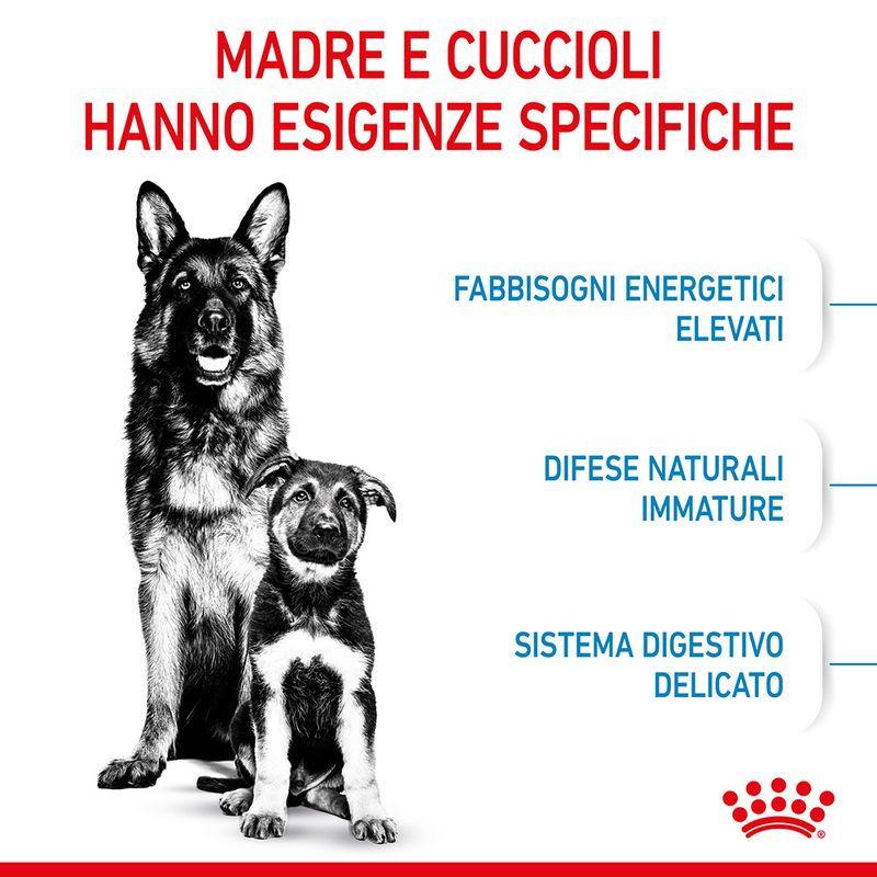 Zooplus Royal Canin Maxi Starter Mother & Babydog Crocchette per cane Nuovo