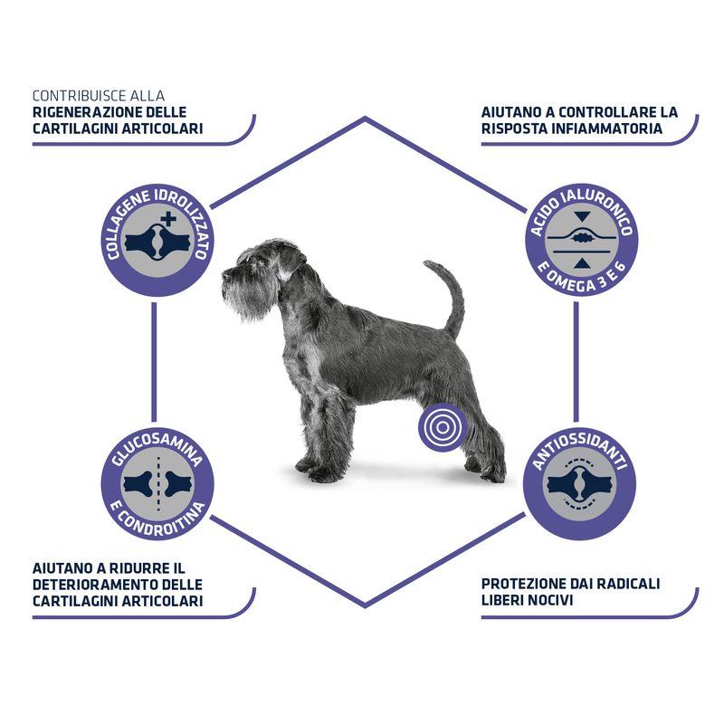 Zooplus Advance Veterinary Diets Articular Care Vendita