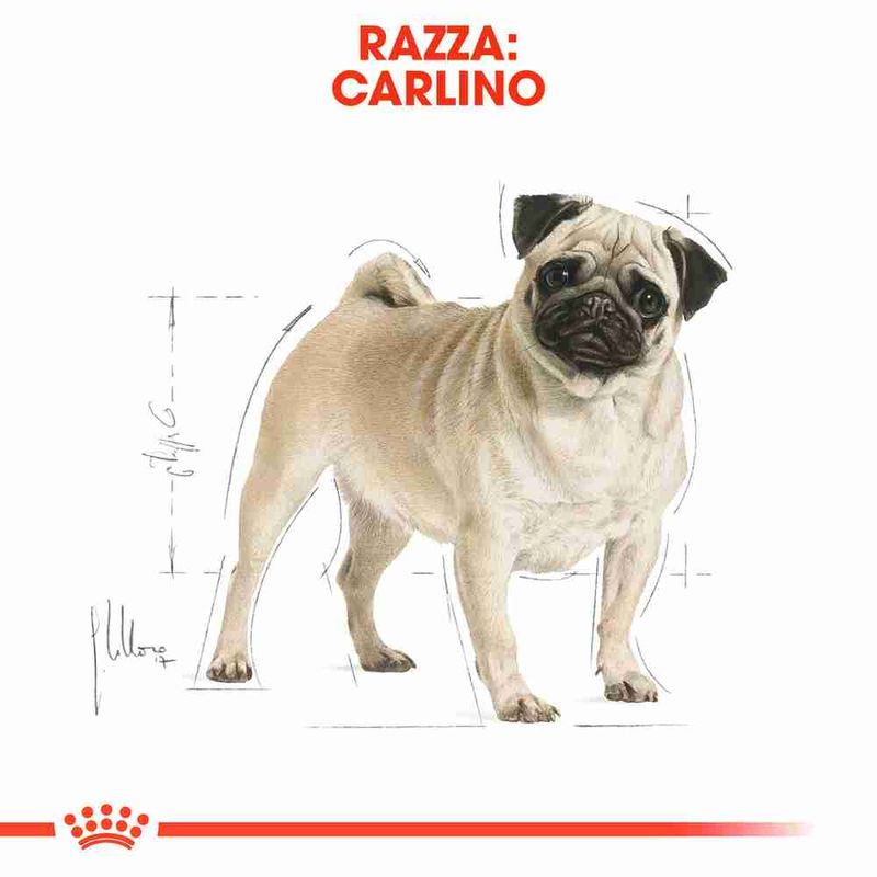 Zooplus Royal Canin Carlino (Pug) Adult Crocchette Ultimi due giorni