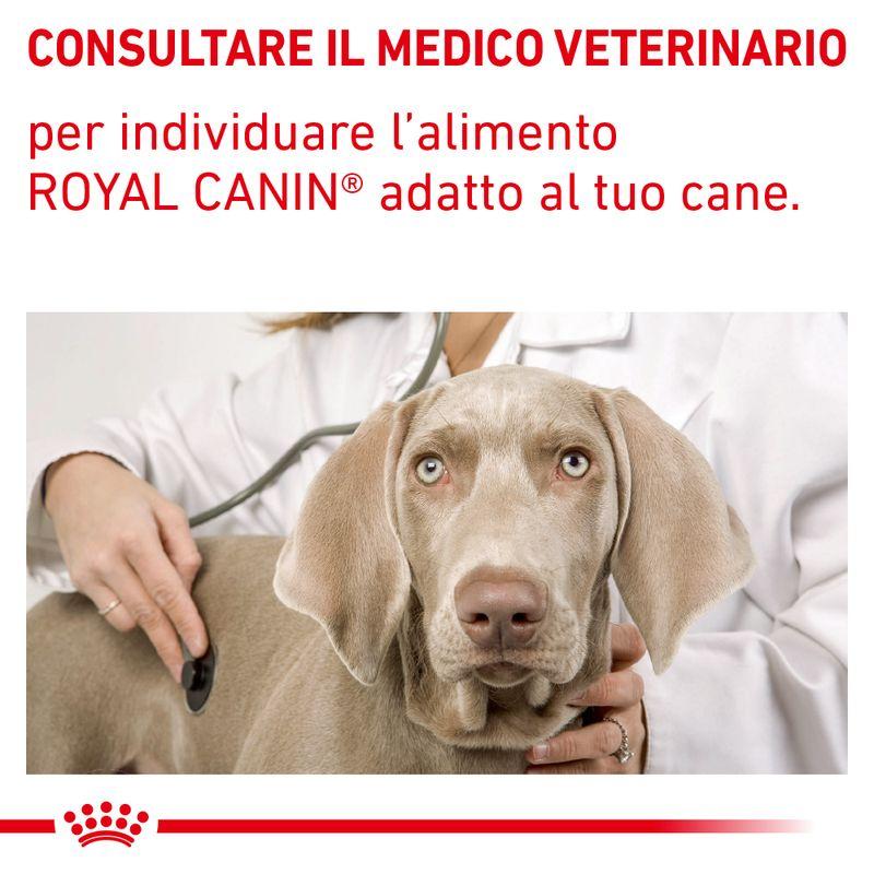 Zooplus Royal Canin Gastrointestinal Low Fat Veterinary Patè umido per cane Grande vendita