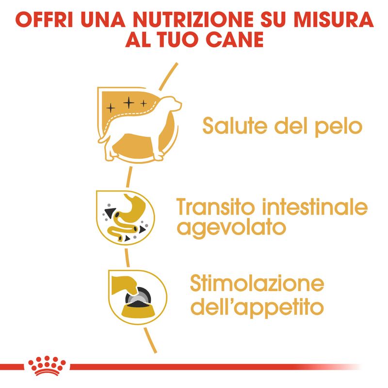 Zooplus Royal Canin Chihuahua Mousse umido per cane Nuovo