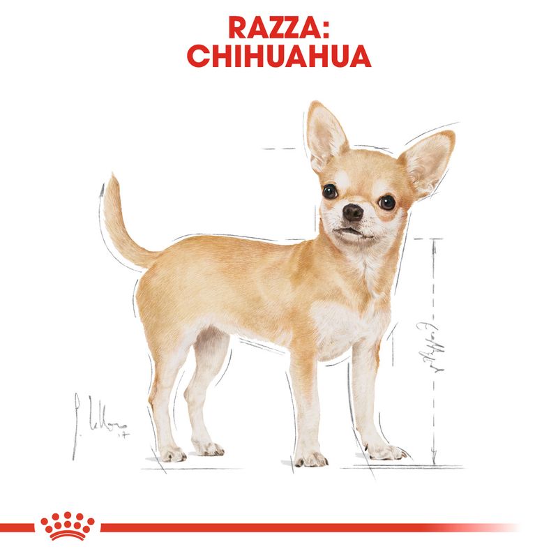 Zooplus Royal Canin Chihuahua Mousse umido per cane Nuovo