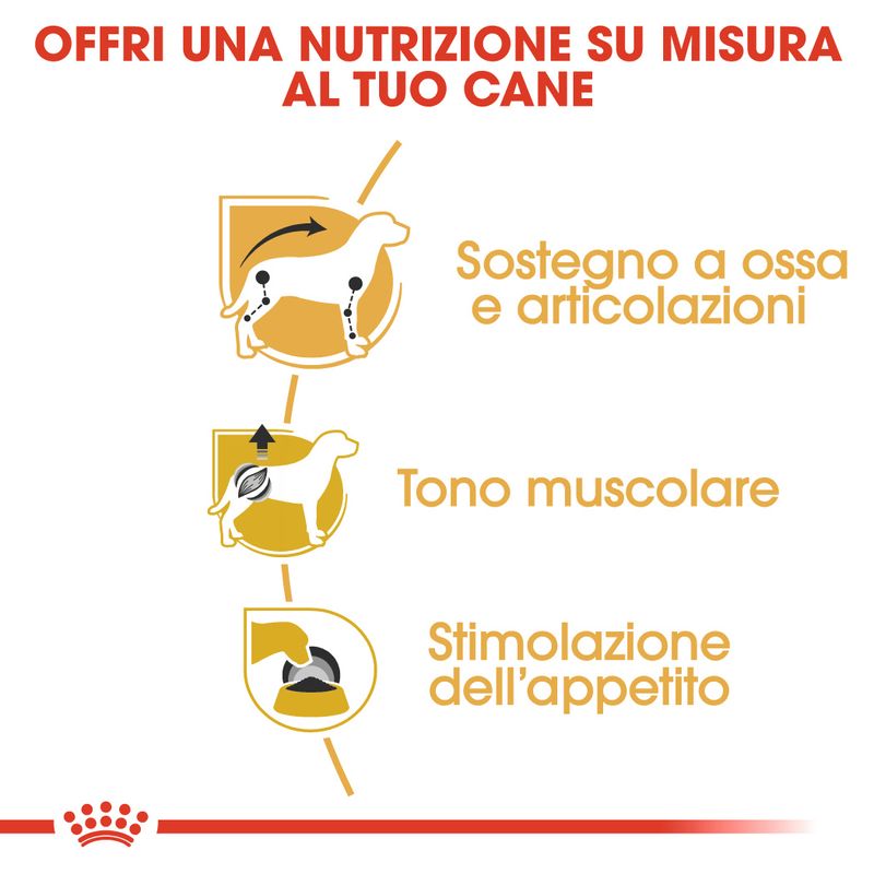 Zooplus Royal Canin Bassotto (Dachshund) Adult Patè umido per cane Pezzi Unici