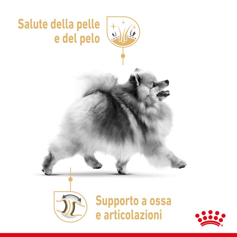 Zooplus Royal Canin Vopino di Pomerania (Pomeranian) Adult Patè umido per cane Qualità Garantita
