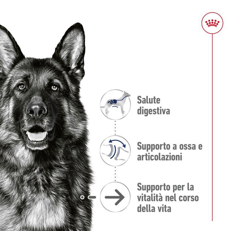 Zooplus Royal Canin Maxi Ageing umido in salsa per cane Acquista Ora
