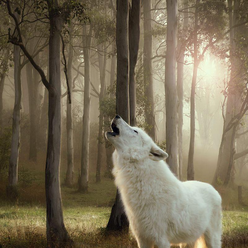 Zooplus Wolf of Wilderness 1 x 400 g Grande vendita