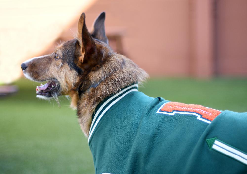 Miscota FuzzYard Giacca Letterman Verde Offerta temporanea