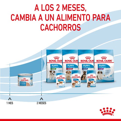 Miscota Pacco 12 Royal Canin Cibo Secco per Cani Starter Mousse Online