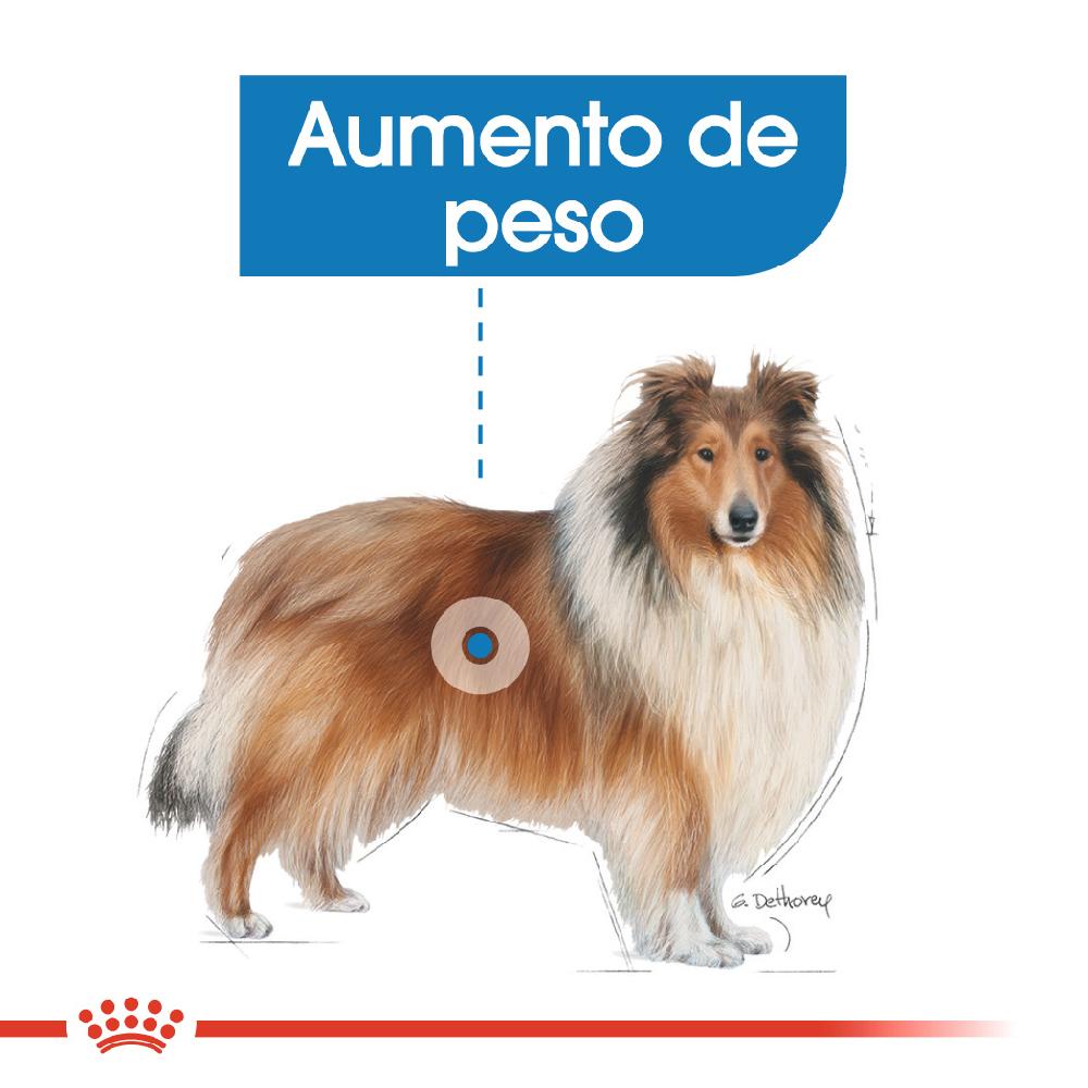 Miscota Royal Canin Maxi Light Weight Care per la gestione del peso in Plus Size Saldi Di Fabbrica