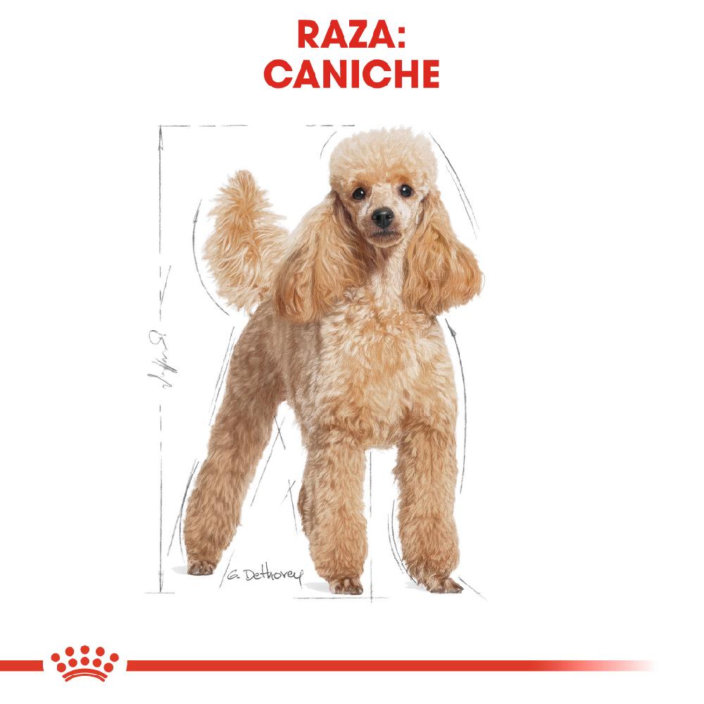 Miscota Royal Canin Poodle Adult Italia
