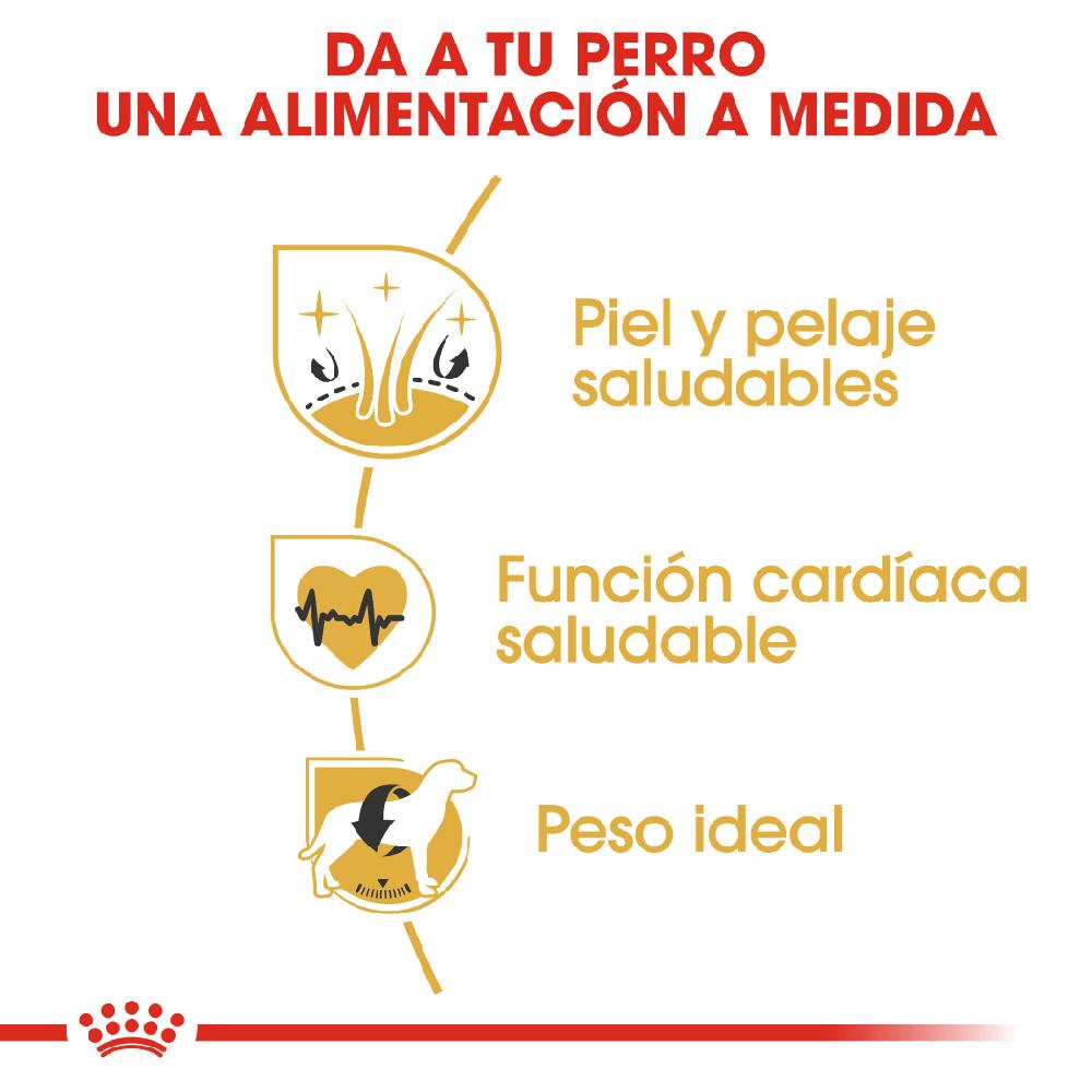 Miscota Royal Canin Golden Retriever Adult per Cani di Razza Adulti Affare Del Giorno