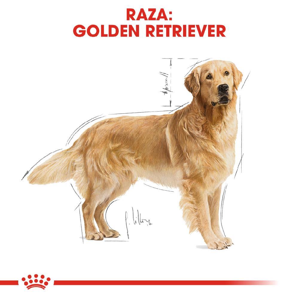 Miscota Royal Canin Golden Retriever Adult per Cani di Razza Adulti Affare Del Giorno