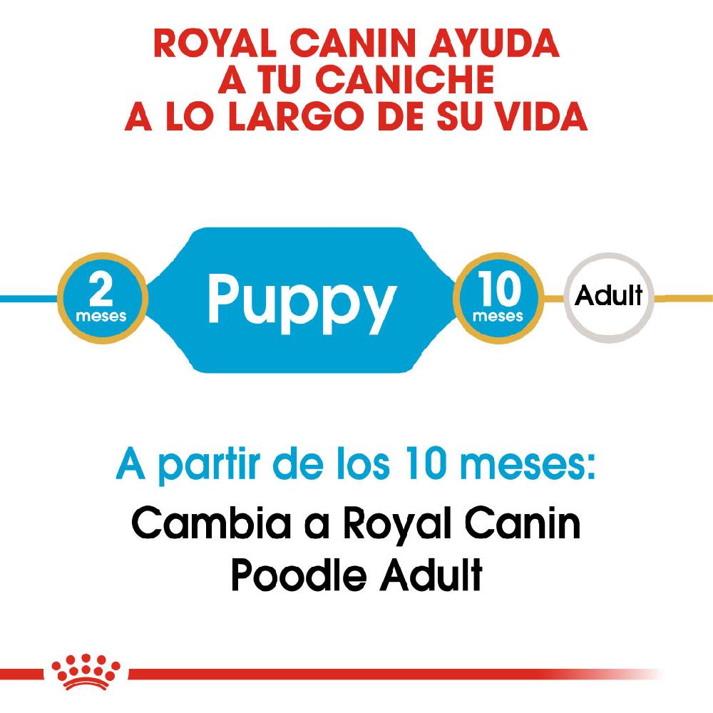 Miscota Royal Canin Poodle Puppy In Linea