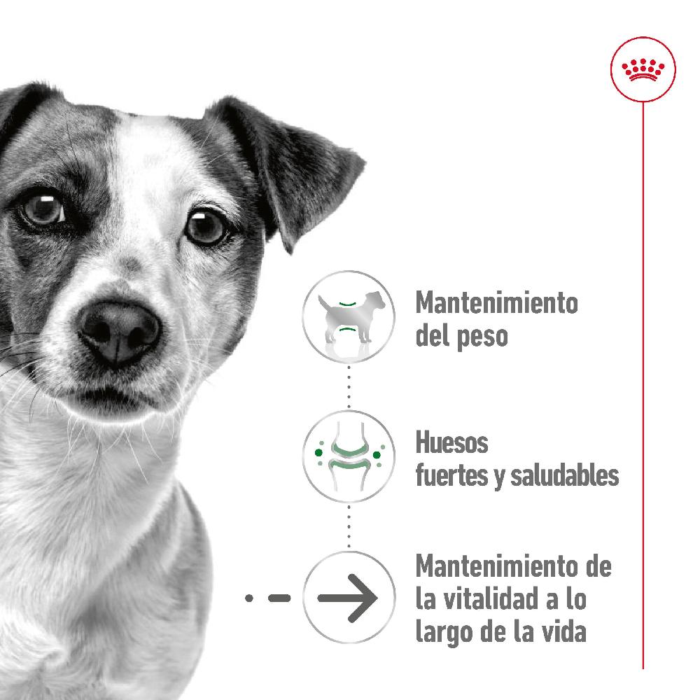 Miscota Pacco 12 Royal Canin Alimento umido Mini Aging per Cani Online