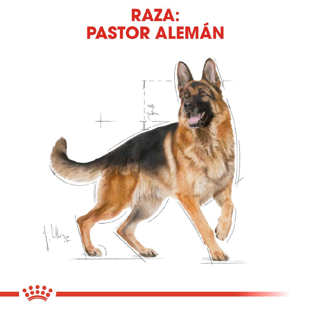 Miscota Royal Canin German Shepherd Adult Cibo per cani Adulti Pastore Tedesco Novità
