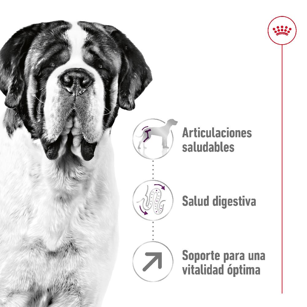 Miscota Royal Canin Cibo Secco per Cani Giant Adult Negozio