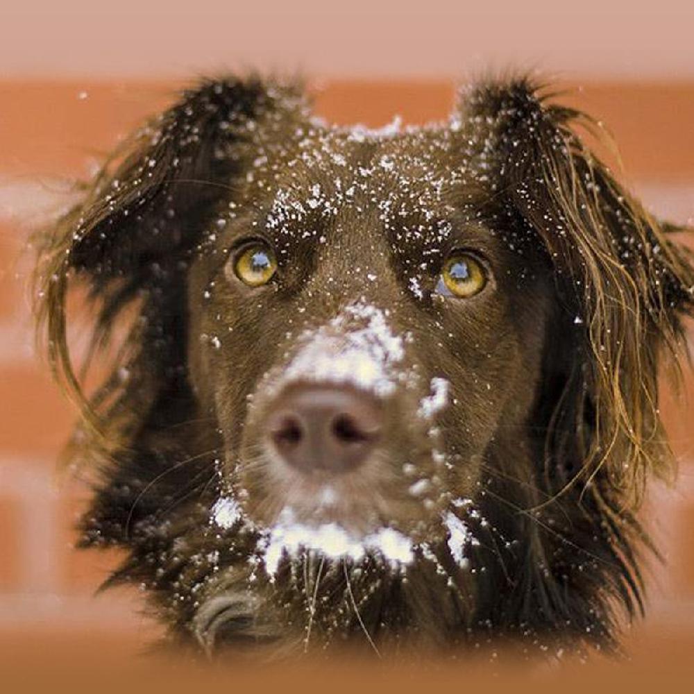 Miscota JTPharma Vitamina C Per Cani Gatti Ed Esotici Nuova