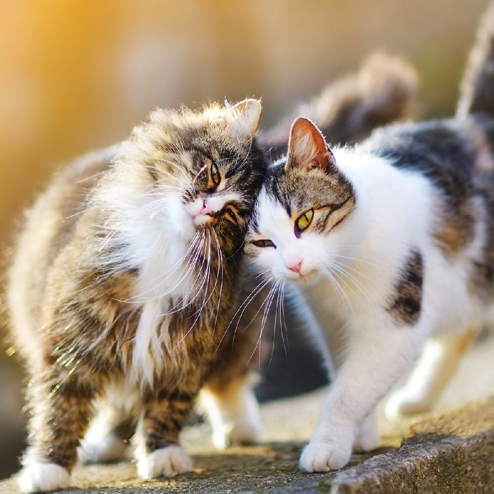 Miscota JTPharma Vitamina C Per Cani Gatti Ed Esotici Nuova