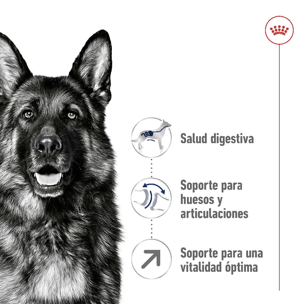 Miscota Royal Canin Cibo Secco per Cani Maxi Adult +5 Prezzo Ridotto