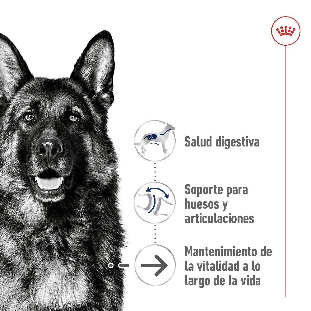 Miscota Royal Canin Maxi Ageing+8 Cibo per cani grandi anziani per cani anziani Italia