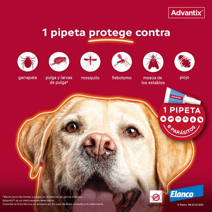 Miscota Advantix Pipetta Piccola Taglia 4-10 Kg Negozio