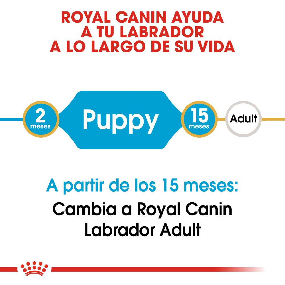 Miscota Royal Canin Cibo Secco per Cani Labrador Retriever Junior Italia