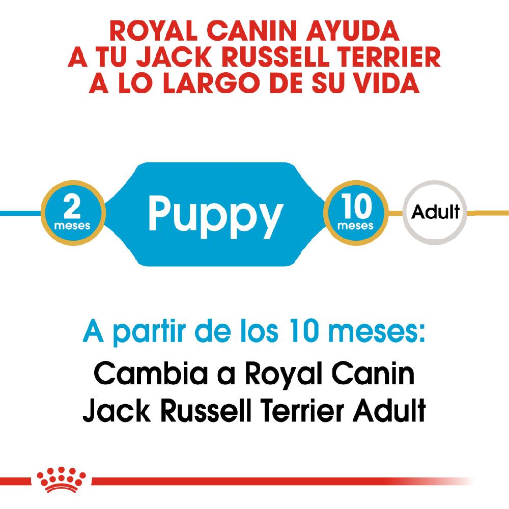 Miscota Royal Canin Cibo Secco per Cani Jack Russell Junior Soddisfazione Garantita