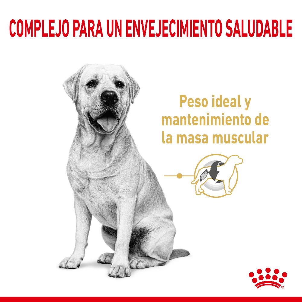 Miscota Royal Canin Labrador Retriever Adult 5+ Sconto